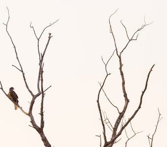 Чёрный коршун