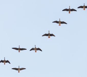 Белолобые гуси в полёте