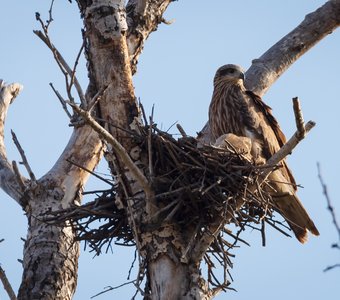 Чёрный коршун на гнезде
