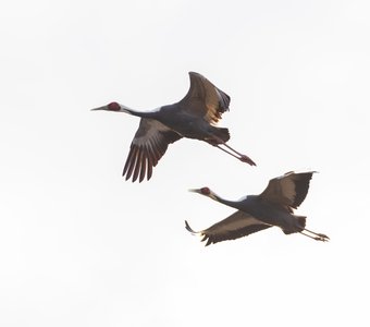 Даурские журавли