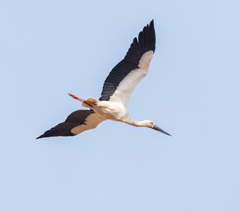 Дальневосточный аист