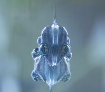 Я водяной, я водяной