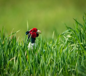 Портрет фазана