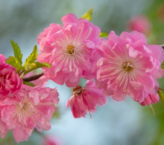 Цветущий миндаль