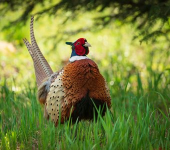 Обыкновенный фазан