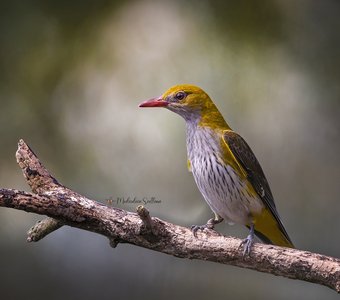 Обыкновенная иволга.