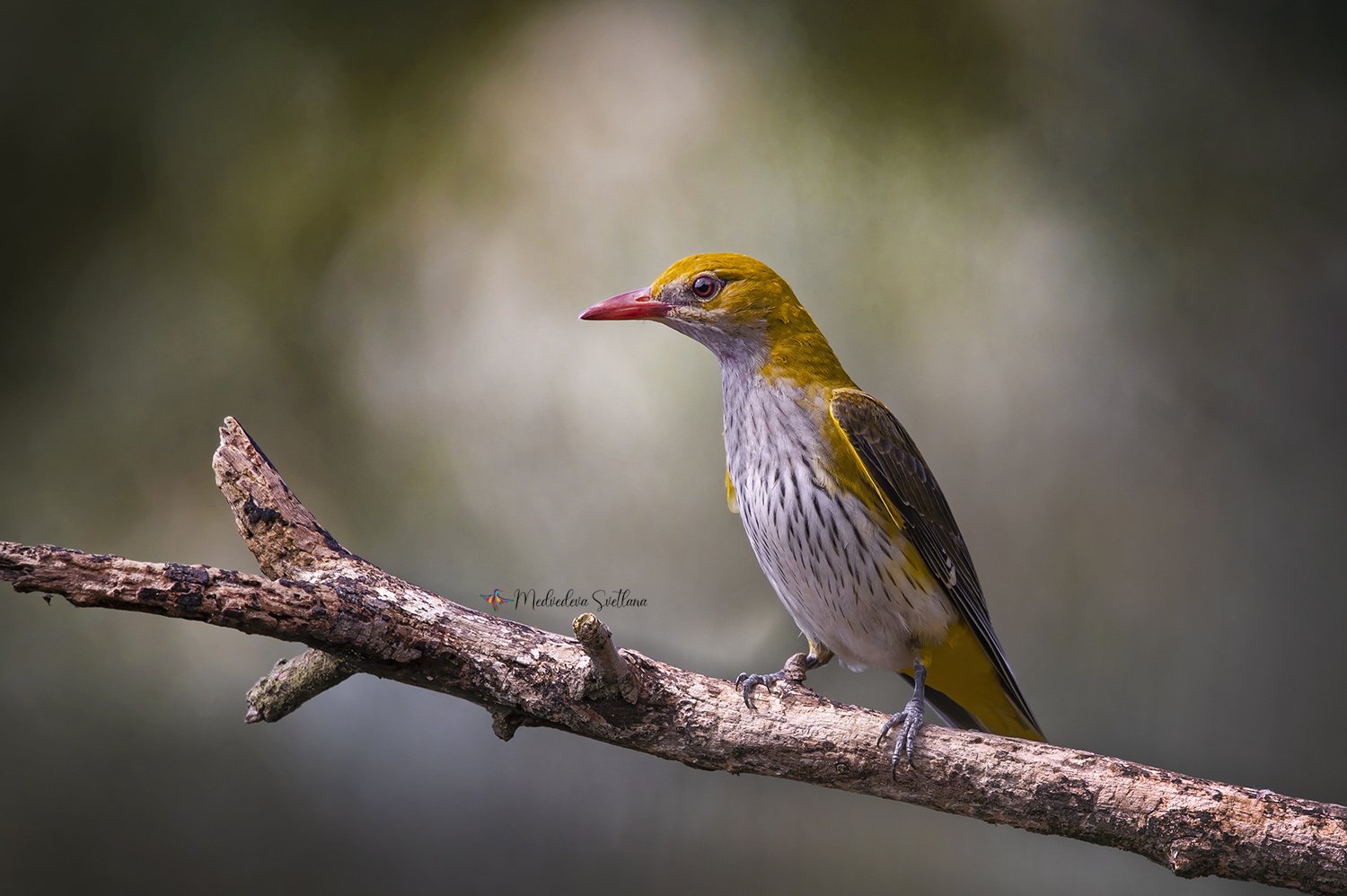 Обыкновенная иволга