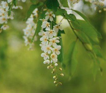 Черёмуха в цвету