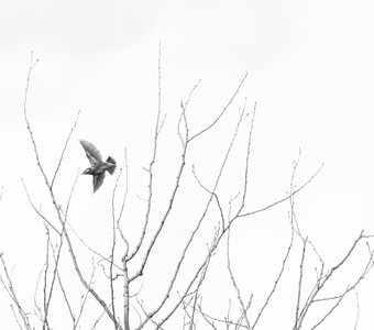 Майна в полёте