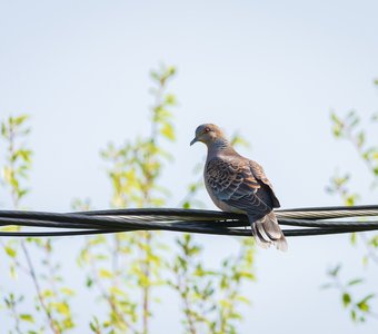 Обыкновенная горлица