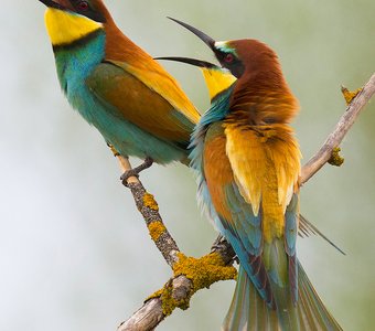 Золотистые щурки