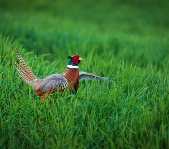 Первый парень на деревне