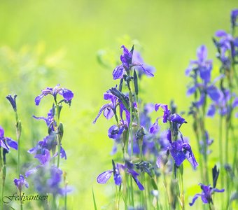 Краски лета - луг, ирисы