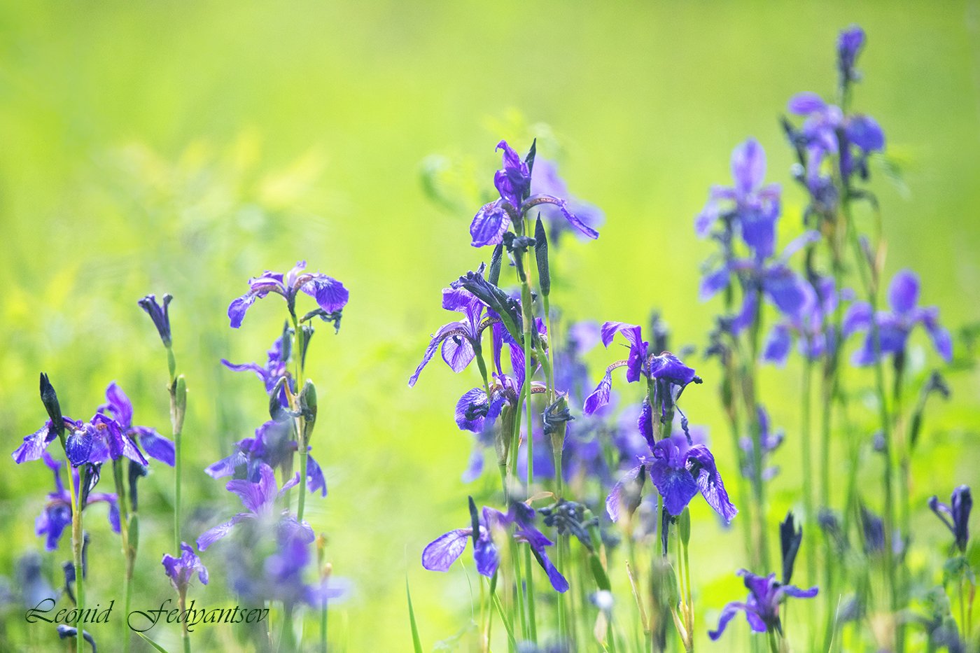Краски лета - луг, ирисы