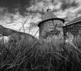 Соловецкие кошки