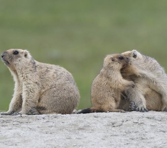 Секрет от мамы