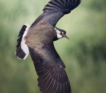 Чибис (Vanellus vanellus)