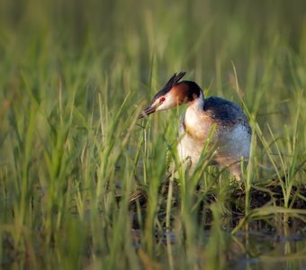 Чомга на гнезде
