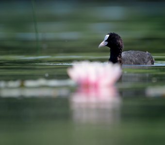 Импрессионизм