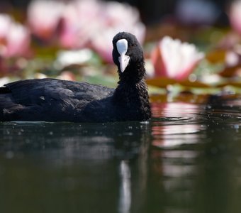 Нежность утра