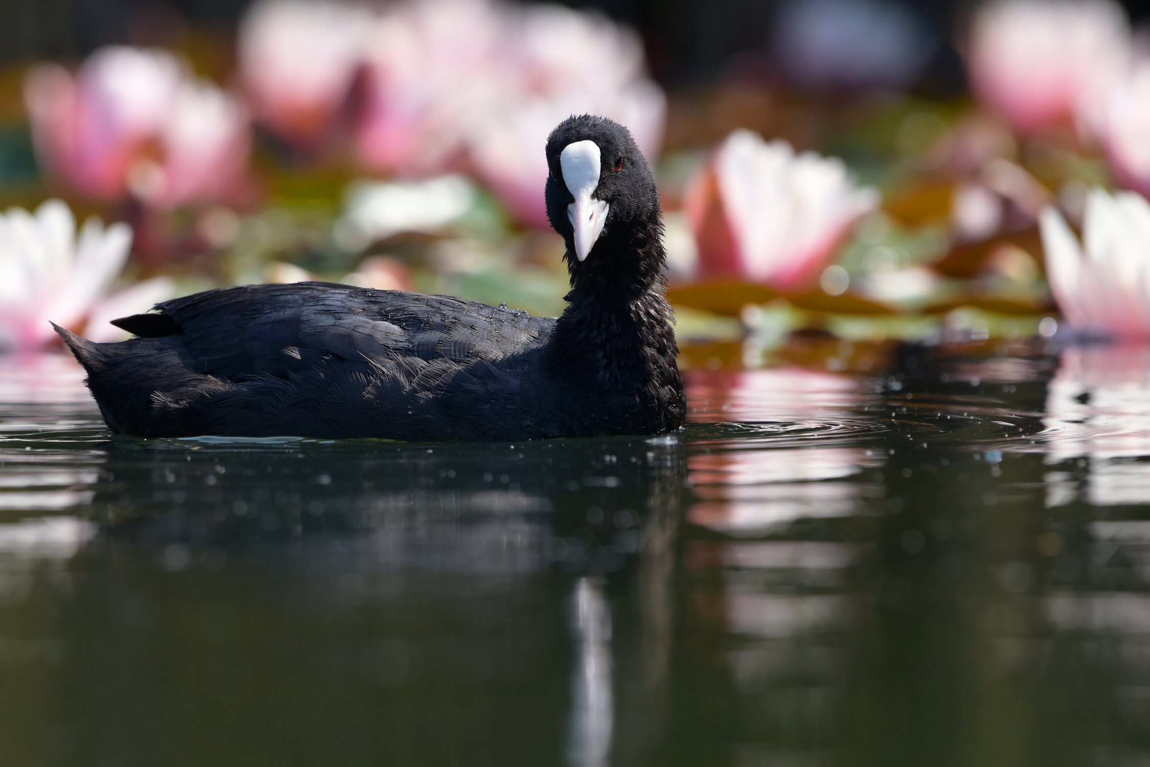 Нежность утра