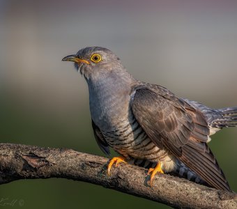 Кукухин портрет