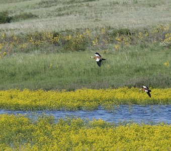 Огари на заповедном озере