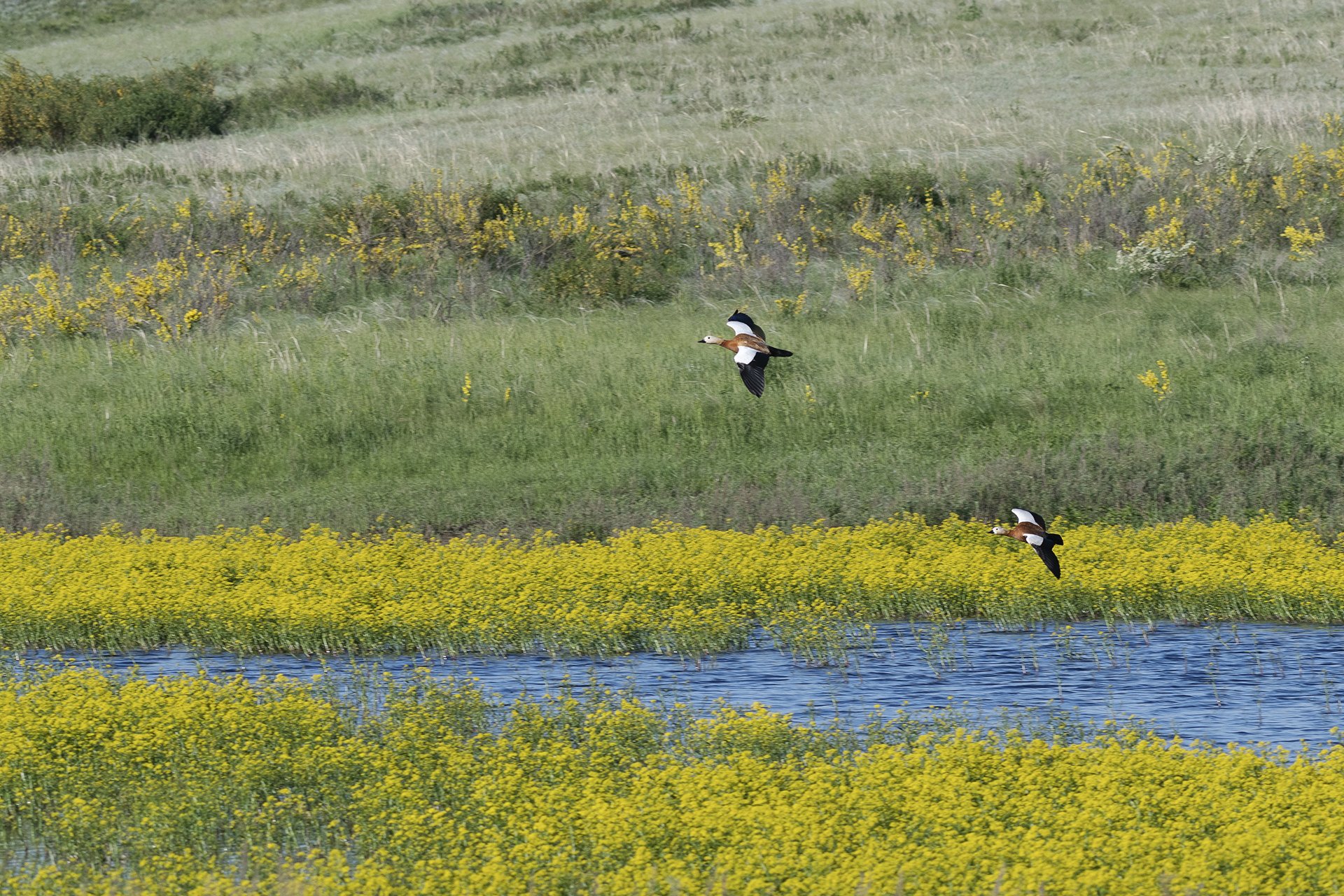 Огари на заповедном озере