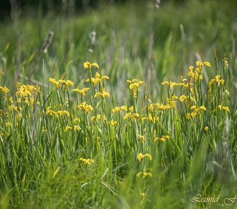 Краски лета - заливной луг, ирисы