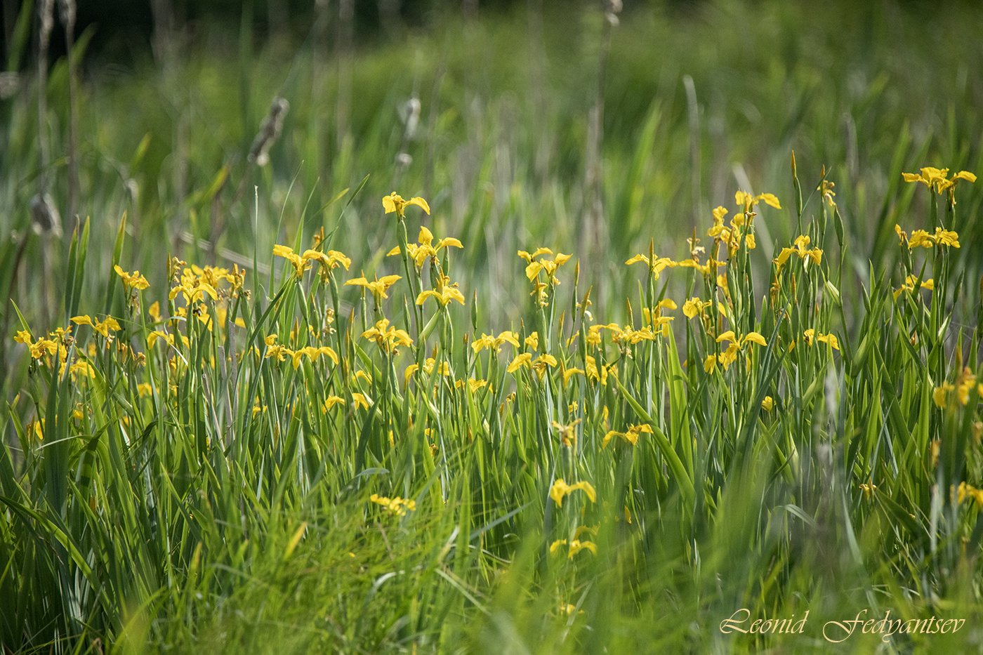 Краски лета - заливной луг, ирисы