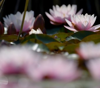 Дыхание озера