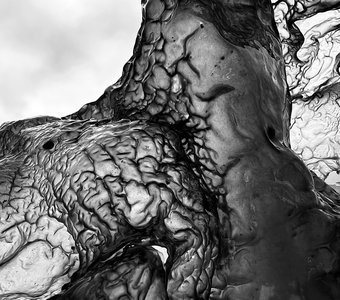 Соловецкие водоросли