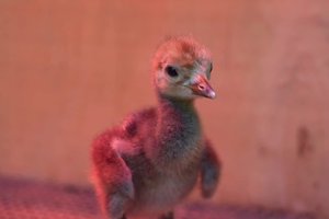 С летного поля в Бурятии спасли яйца: из них вылупились редкие красавки!