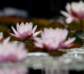 Грёзы на воде