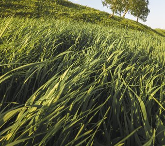 Лето в коми