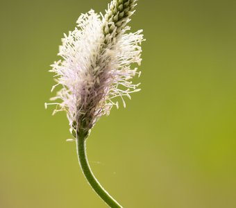 Цветение подорожника