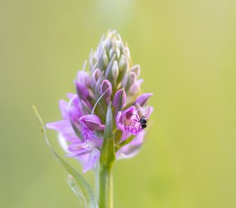 Дикая орхидея