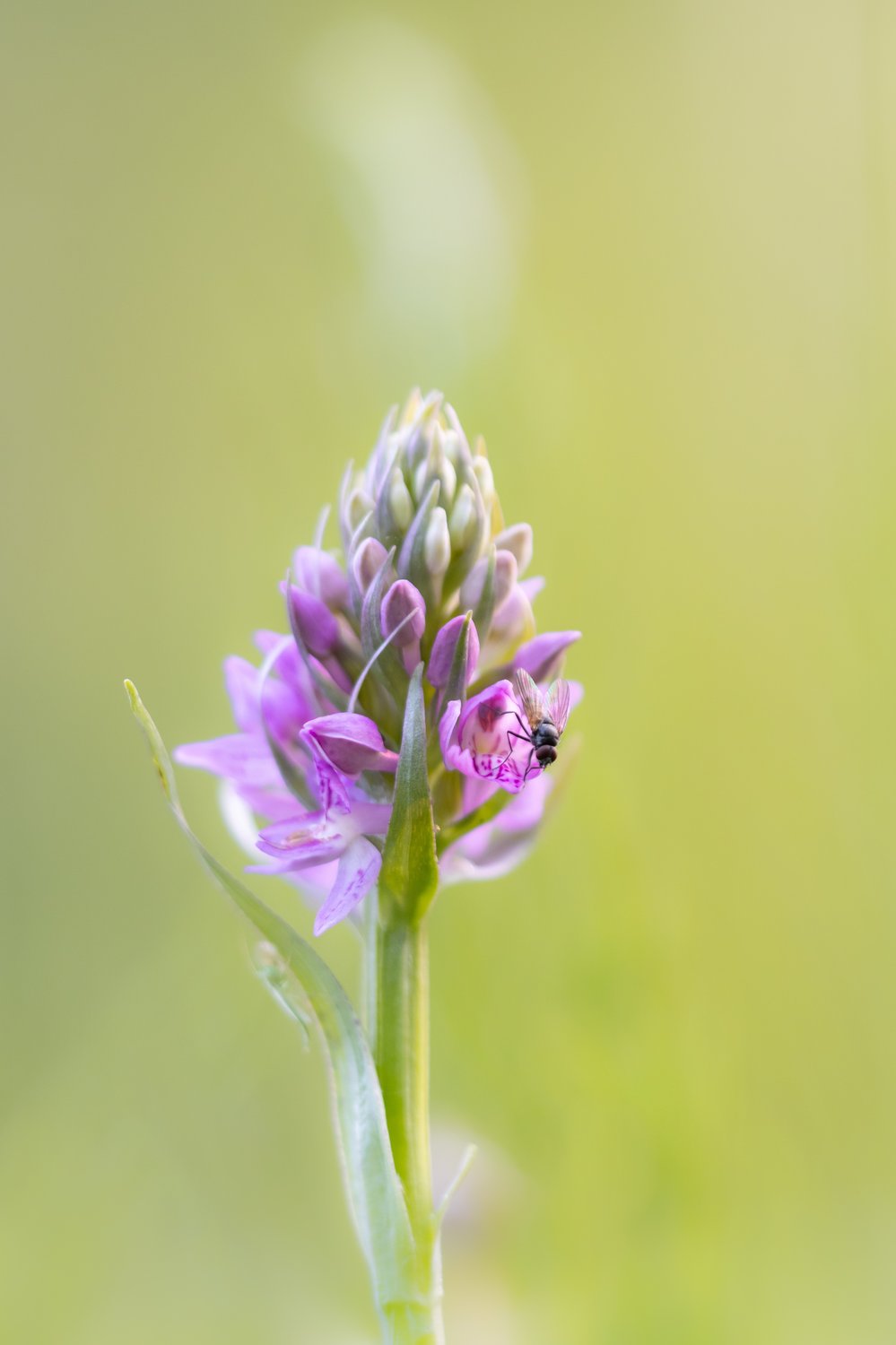 Дикая орхидея