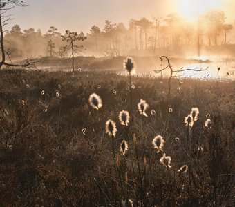 пушица пушится