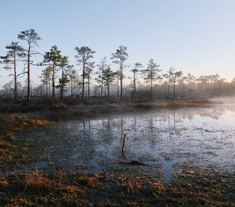 весна на болоте