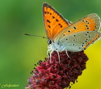 Барышня Червончик