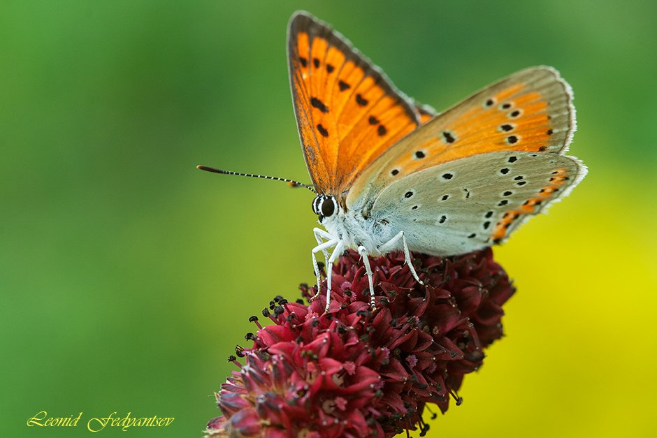 Барышня Червончик
