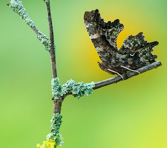 Лист неопавший