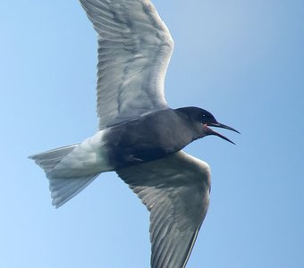 Чёрная крачка в полёте