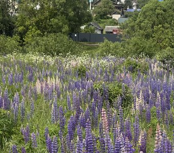 Люпины цветут