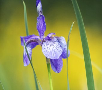 Краски лета - ирис дикорос
