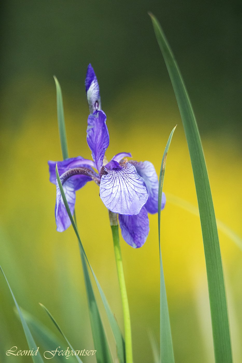 Краски лета - ирис дикорос