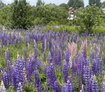 Люпиновое поле