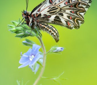 Поликсена и Вероника