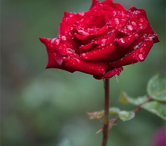 После дождя